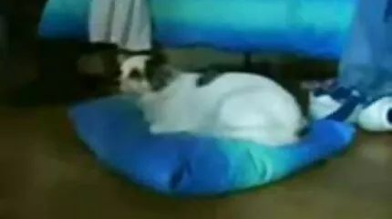 Một ông già đụ một phụ nữ trẻ châu Á trong ô tô của mình với nhiều tư thế sex nhat ban xxx khác nhau.